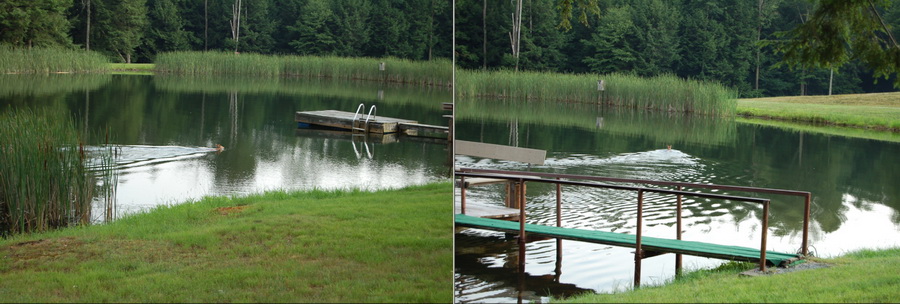 DeerSwimming-sm.jpg